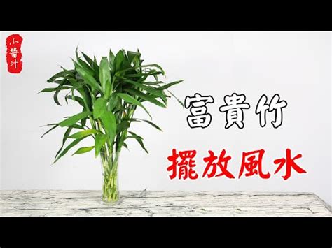 金邊富貴竹風水|富貴竹風水擺放指南：化煞招財，打造吉祥家居 